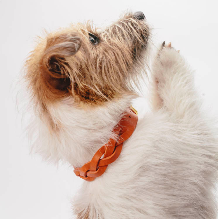 Collar perro trenzado rojo
