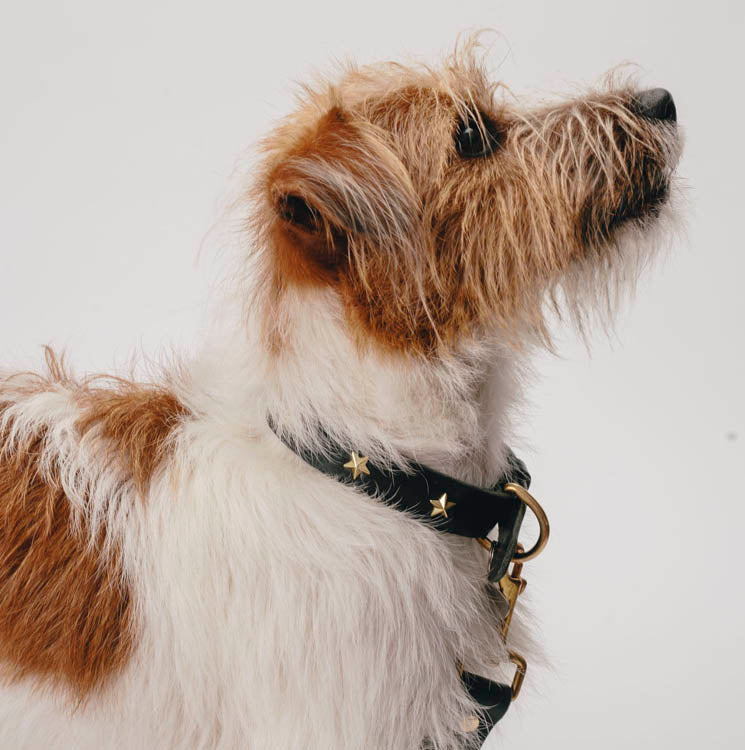 Collar perro stars negro